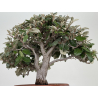 Elaeagnus pungens I-8723 vista 3