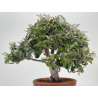 Elaeagnus pungens I-8723 vista 4