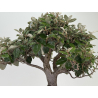 Elaeagnus pungens I-8723 vista 5