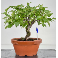 Malus -manzano- I-8724