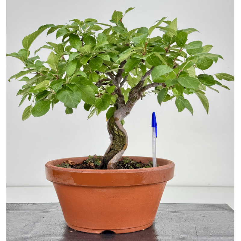 Malus -manzano- I-8724