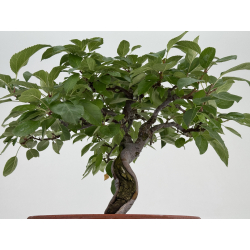 Malus I-8724 view 3