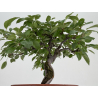 Malus -manzano- I-8724 vista 3