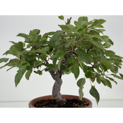 Malus -manzano- I-8724 vista 4