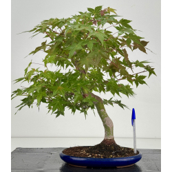 Acer palmatum yamamomiji I-8725