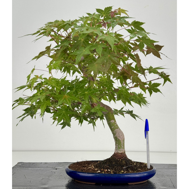 Acer palmatum yamamomiji I-8725