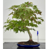 Acer palmatum yamamomiji I-8725