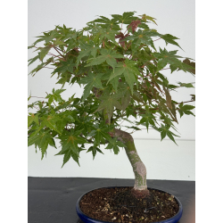 Acer palmatum yamamomiji I-8725 vista 2