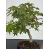 Acer palmatum yamamomiji I-8725 vista 2