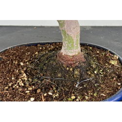 Acer palmatum yamamomiji I-8725 vista 3