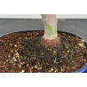 Acer palmatum yamamomiji I-8725 vista 3