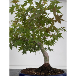 Acer palmatum yamamomiji I-8725 vista 4