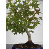 Acer palmatum yamamomiji I-8725 vista 4