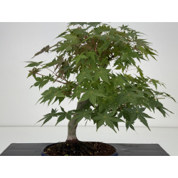 Acer palmatum yamamomiji I-8725 vista 5
