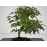 Acer palmatum yamamomiji I-8725 vista 5