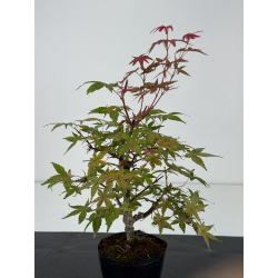 Acer palmatum deshojo I-8727 vista 2
