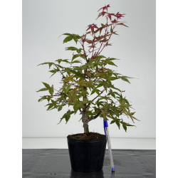Acer palmatum deshojo I-8727