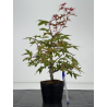 Acer palmatum deshojo I-8727