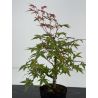 Acer palmatum deshojo I-8727 vista 3