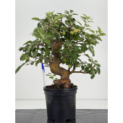 Malus everest I-8728