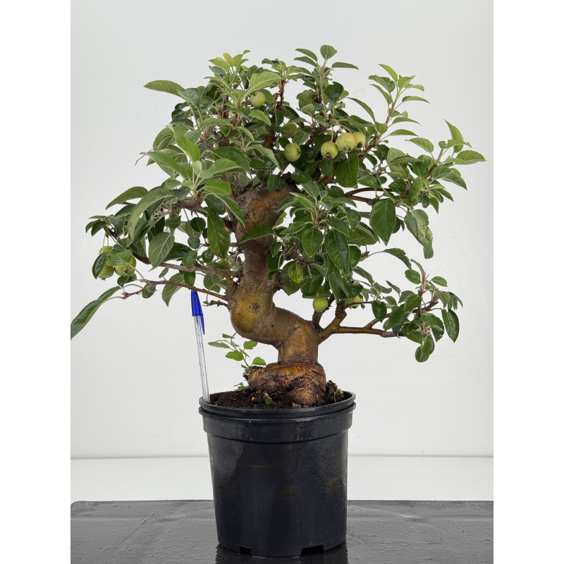 Malus -manzano- everest I-8728