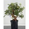 Malus -manzano- everest I-8728