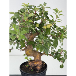 Malus everest I-8728 view 2