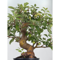 Malus -manzano- everest I-8728 vista 3