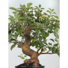 Malus -manzano- everest I-8728 vista 3