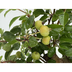 Malus everest I-8728 view 4
