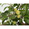 Malus -manzano- everest I-8728 vista 4