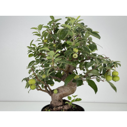 Malus -manzano- everest I-8728 vista 5