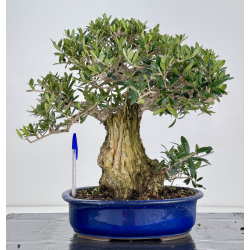Olea europaea -olivo- I-8729