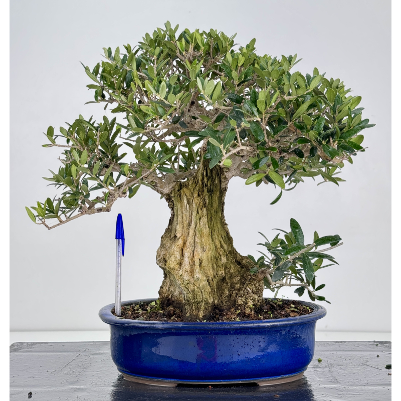 Olea europaea -olivo- I-8729
