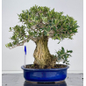 Olea europaea -olivo- I-8729