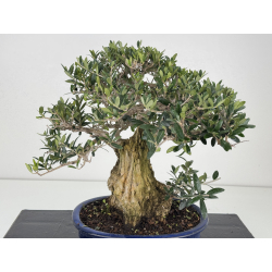 Olea europaea I-8729 view 2