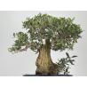 Olea europaea -olivo- I-8729 vista 3