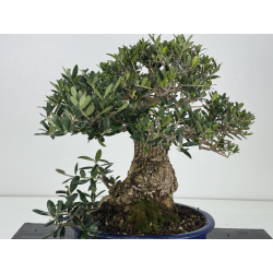 Olea europaea -olivo- I-8729 vista 4
