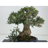 Olea europaea -olivo- I-8729 vista 4