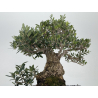 Olea europaea -olivo- I-8729 vista 5