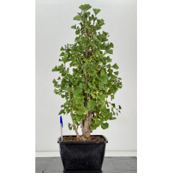Ginkgo biloba I-8730