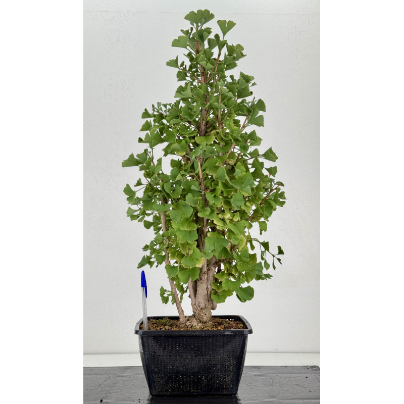 Ginkgo biloba I-8730