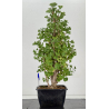 Ginkgo biloba I-8730