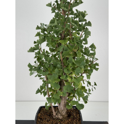 Ginkgo biloba I-8730 vista 2