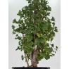 Ginkgo biloba I-8730 vista 3