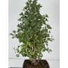 Ginkgo biloba I-8730 vista 4