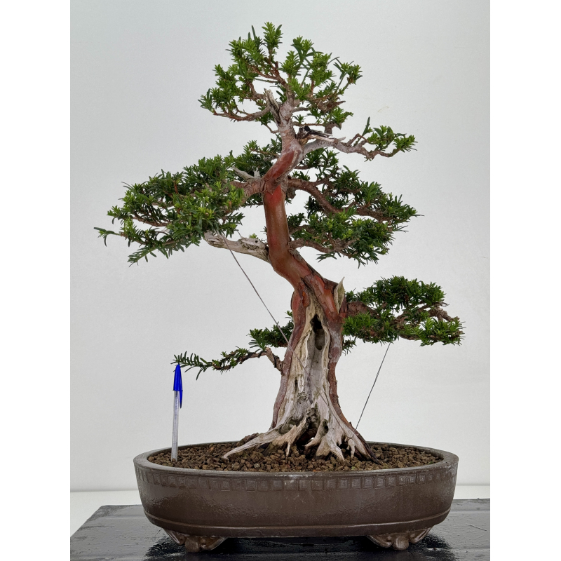 Taxus baccata -tejo europeo- I-8726