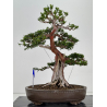 Taxus baccata -tejo europeo- I-8726