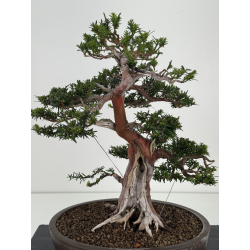 Taxus baccata -tejo europeo- I-8726 vista 2