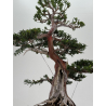 Taxus baccata -tejo europeo- I-8726 vista 3
